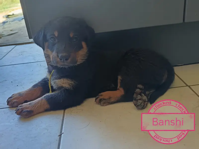 Portée de Beauceron, élevage De la Fontaine au Cresson