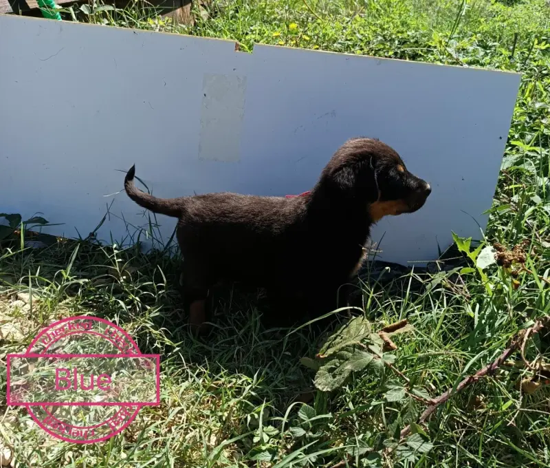 Portée de Beauceron, élevage De la Fontaine au Cresson