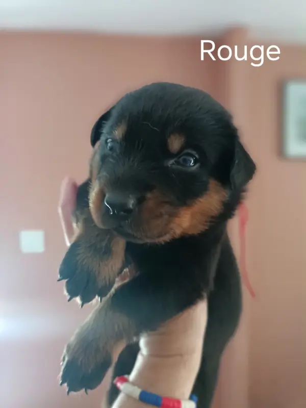 Portée de Beauceron, élevage De la Fontaine au Cresson