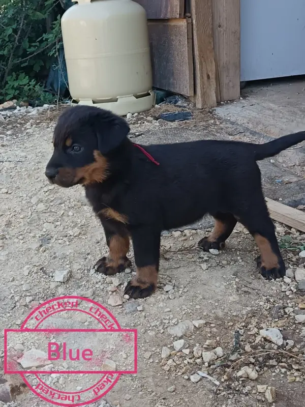 Portée de Beauceron, élevage De la Fontaine au Cresson