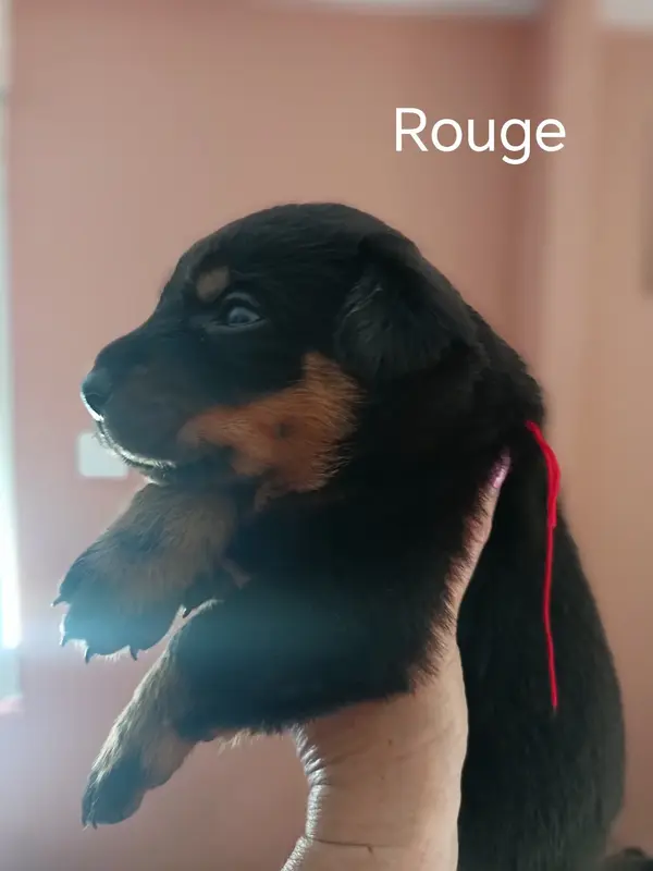 Portée de Beauceron, élevage De la Fontaine au Cresson