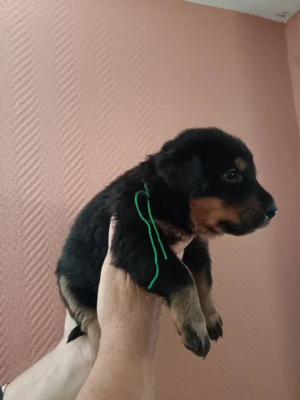 Portée de Beauceron, élevage De la Fontaine au Cresson