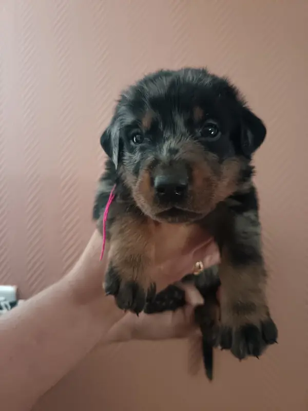 Femelle Arlequine Collier Rose fushia, Beauceron, élevage De la Fontaine au Cresson
