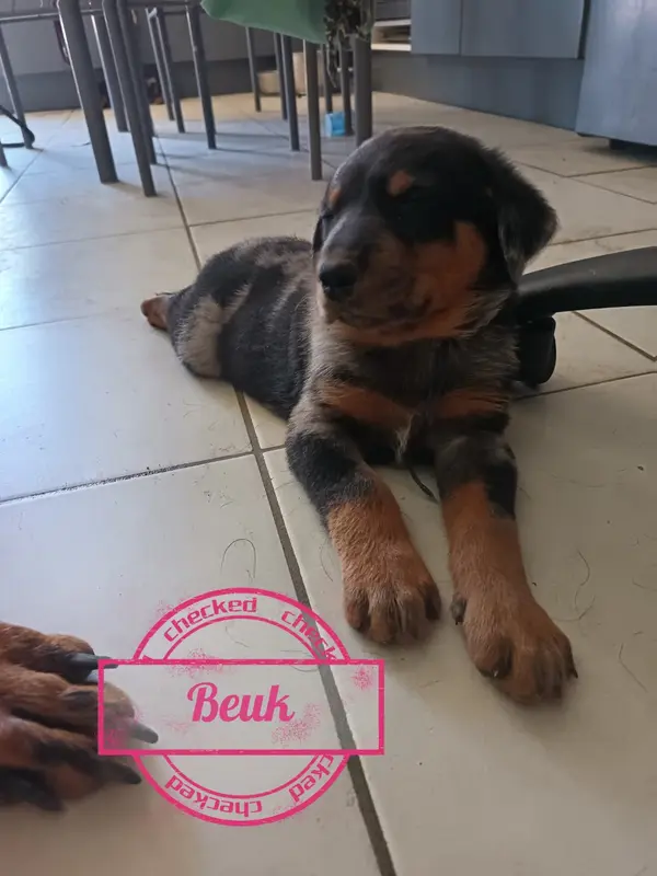 Beuk (Arlequin), Beauceron, élevage De la Fontaine au Cresson