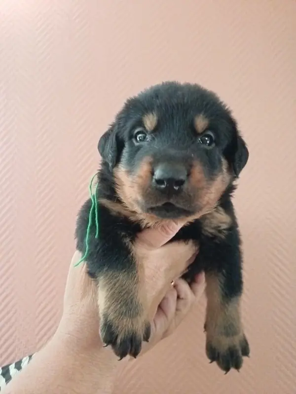 Mâle collier Vert, Beauceron, élevage De la Fontaine au Cresson