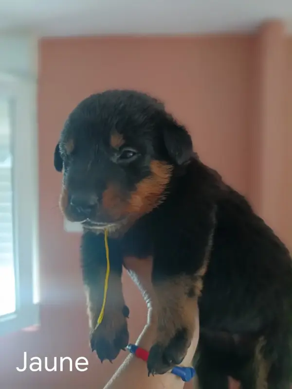 Portée de Beauceron, élevage De la Fontaine au Cresson