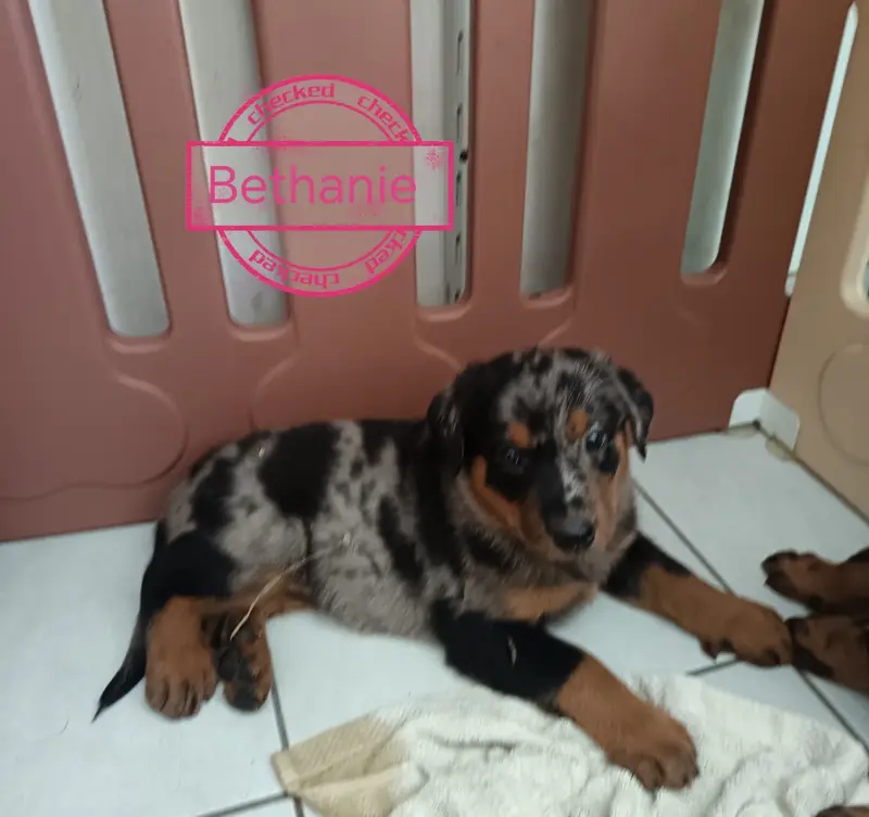 Bethanie Magadala Arlequine rose clair, Beauceron, élevage De la Fontaine au Cresson