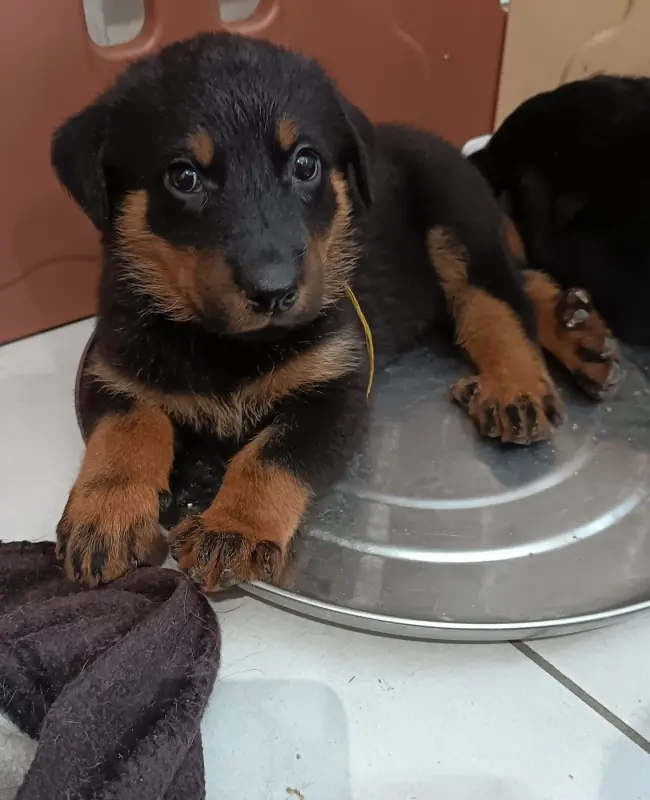 Portée de Beauceron, élevage De la Fontaine au Cresson