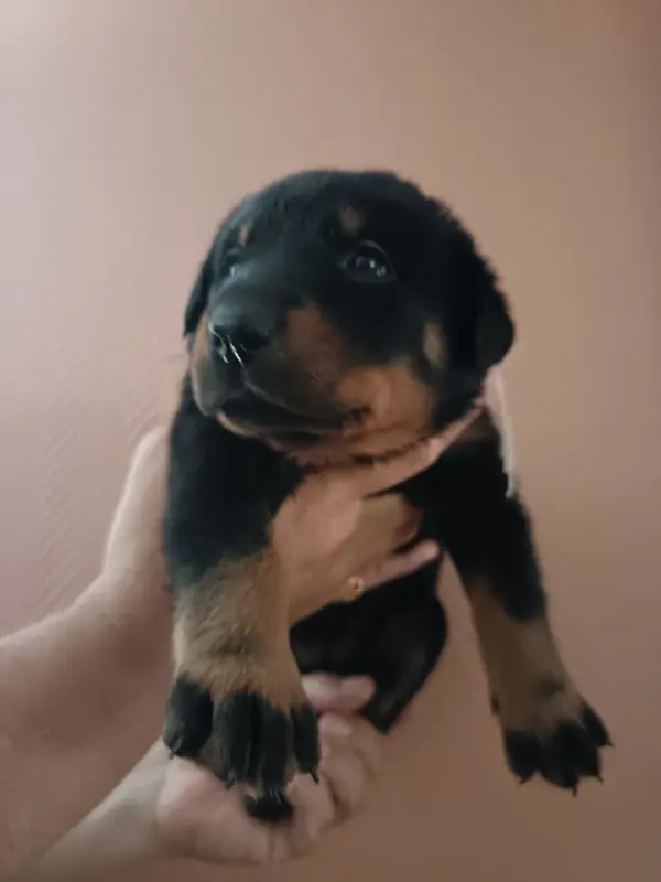 Femelle Rose Clair noire et feu, Beauceron, élevage De la Fontaine au Cresson