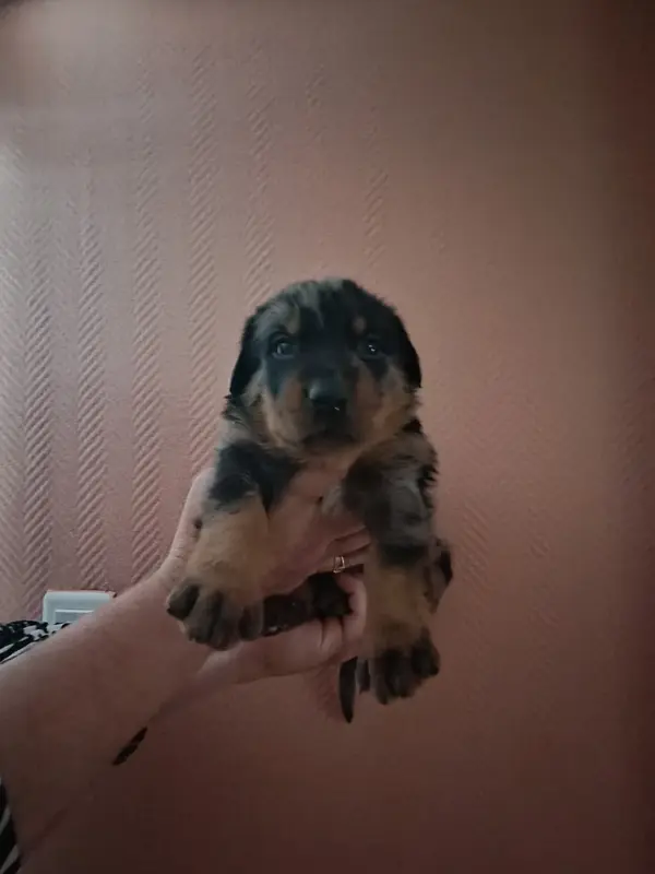 Femelle Arlequine Collier Jaune, Beauceron, élevage De la Fontaine au Cresson