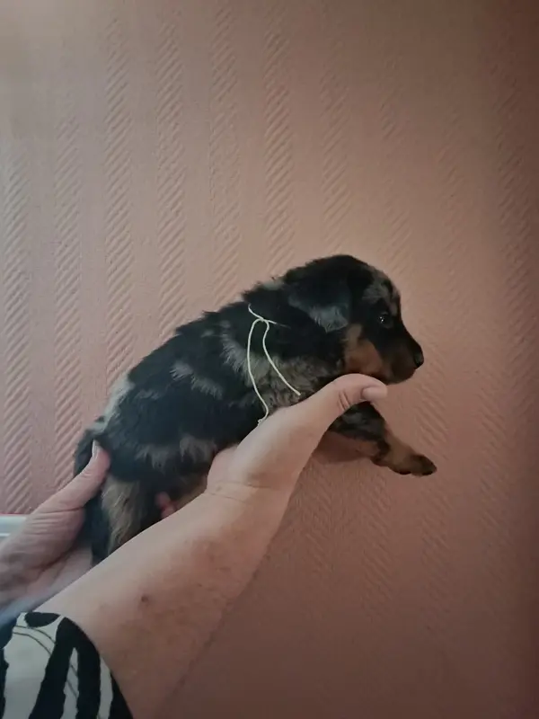 Portée de Beauceron, élevage De la Fontaine au Cresson