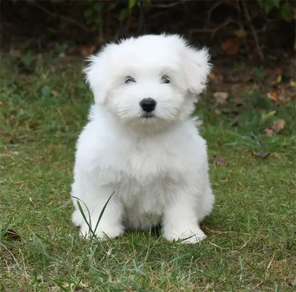 Portée de Coton de Tuléar, élevage De Dame Nature