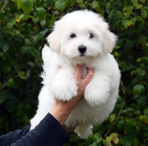 Portée de Coton de Tuléar, élevage De Dame Nature