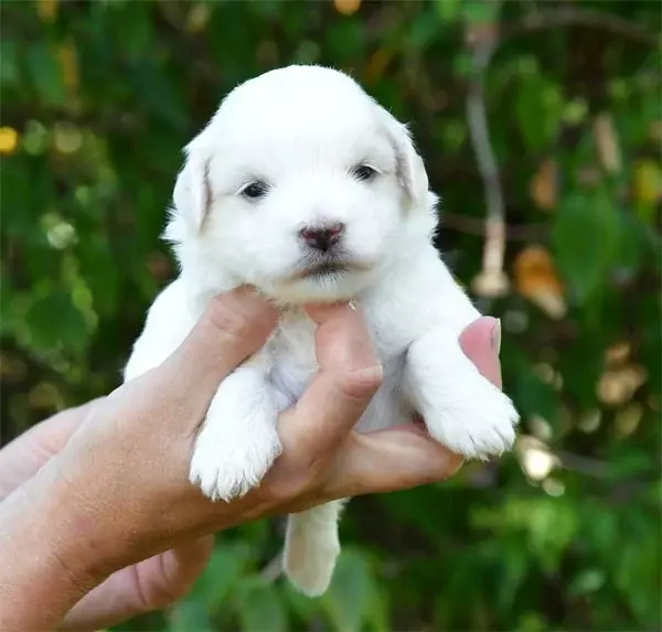 Portée de Coton de Tuléar, élevage De Dame Nature