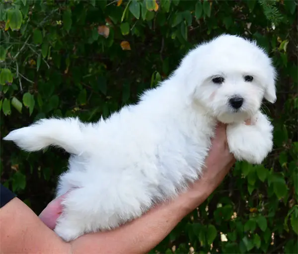 Portée de Coton de Tuléar, élevage De Dame Nature