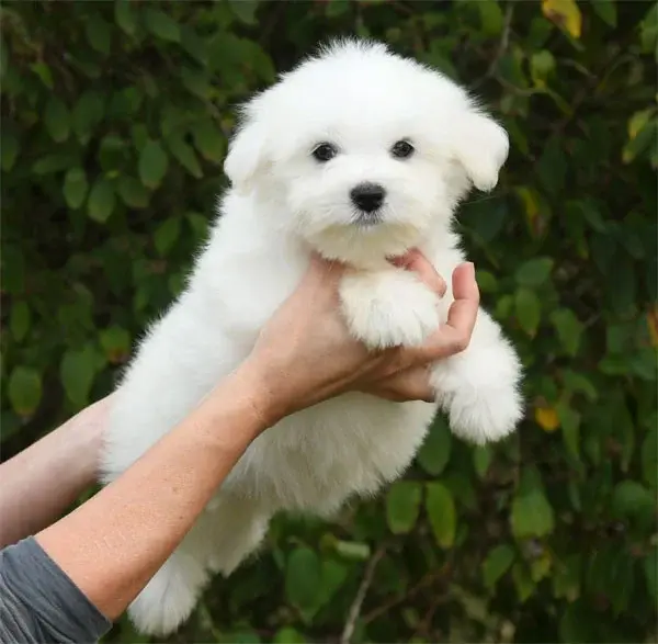 Chiot, Coton de Tuléar, élevage De Dame Nature