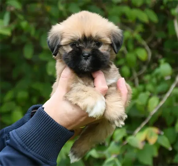 Chiot, Lhassa apso, élevage De Dame Nature
