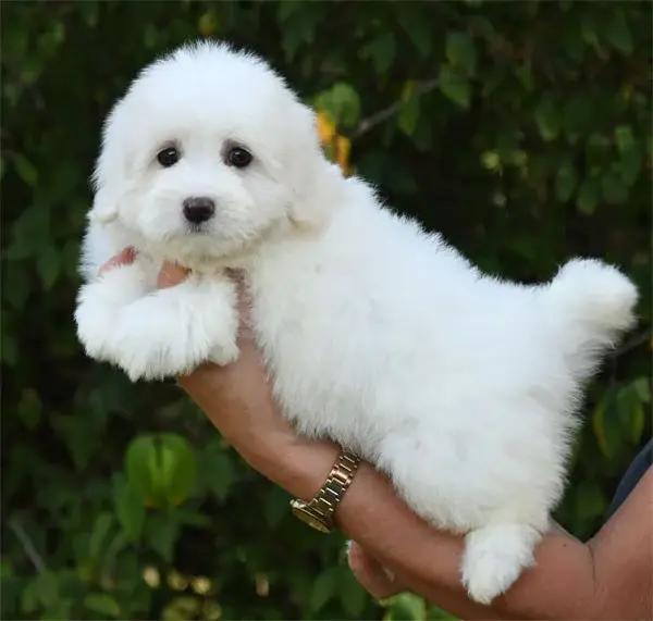 Portée de Coton de Tuléar, élevage De Dame Nature