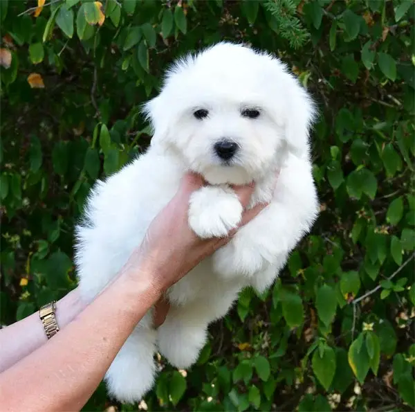 Chiot, Coton de Tuléar, élevage De Dame Nature