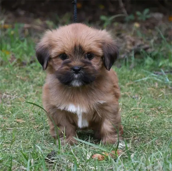 Portée de Lhassa apso, élevage De Dame Nature