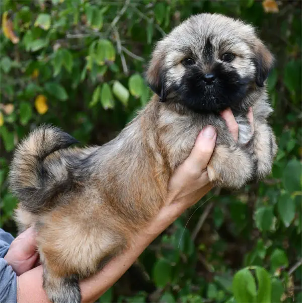 Portée de Lhassa apso, élevage De Dame Nature