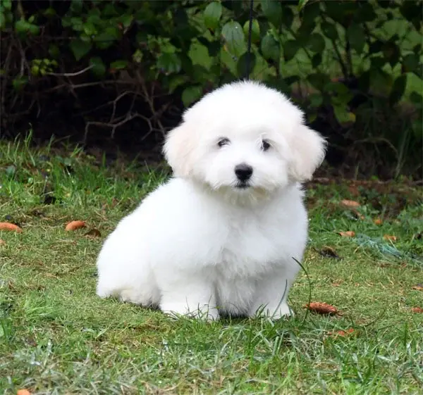 Portée de Coton de Tuléar, élevage De Dame Nature