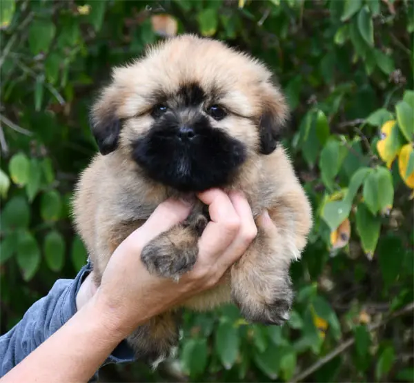 Portée de Lhassa apso, élevage De Dame Nature