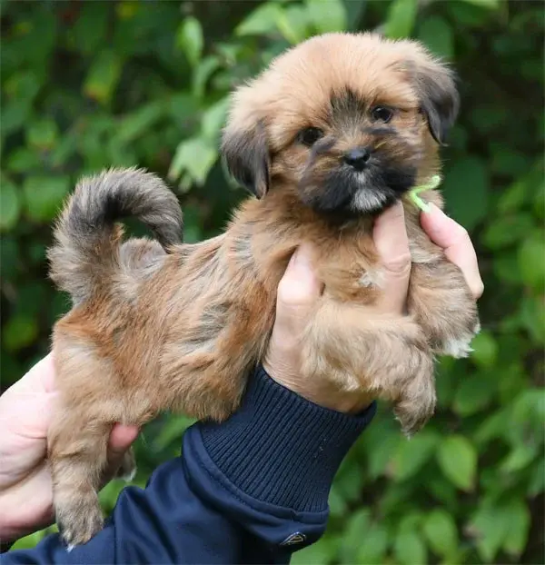 Portée de Lhassa apso, élevage De Dame Nature