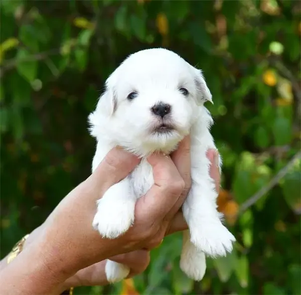 Portée de Coton de Tuléar, élevage De Dame Nature