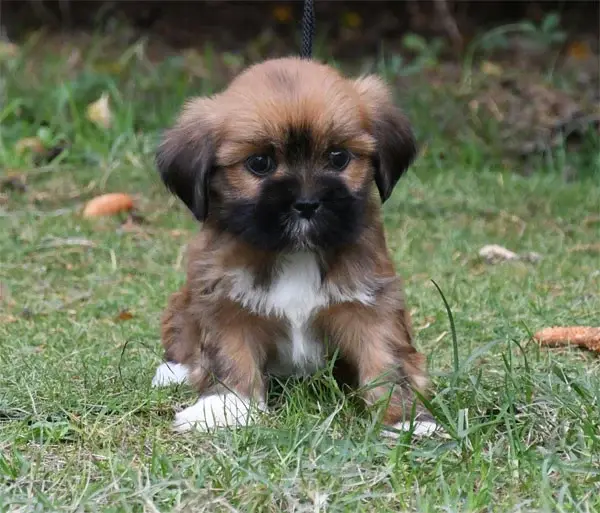 Portée de Lhassa apso, élevage De Dame Nature