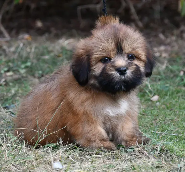 Portée de Lhassa apso, élevage De Dame Nature