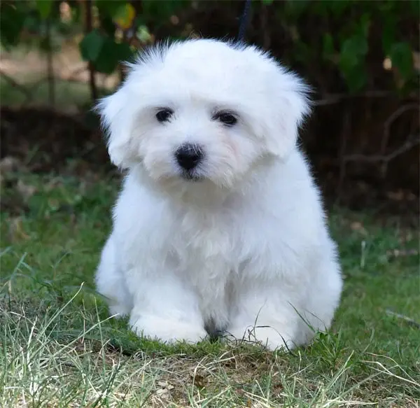 Portée de Coton de Tuléar, élevage De Dame Nature