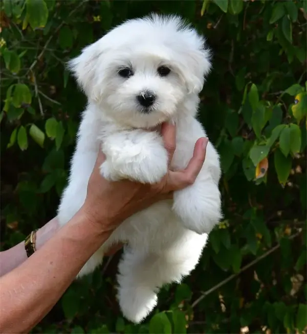 Portée de Coton de Tuléar, élevage De Dame Nature