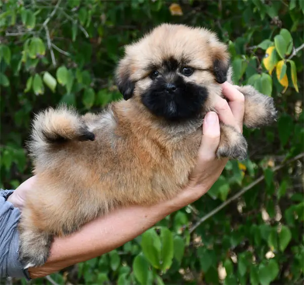 Chiot, Lhassa apso, élevage De Dame Nature