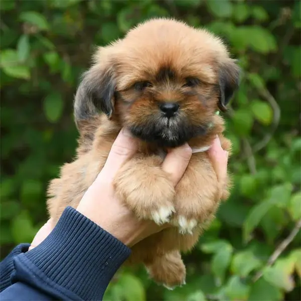 Chiot, Lhassa apso, élevage De Dame Nature