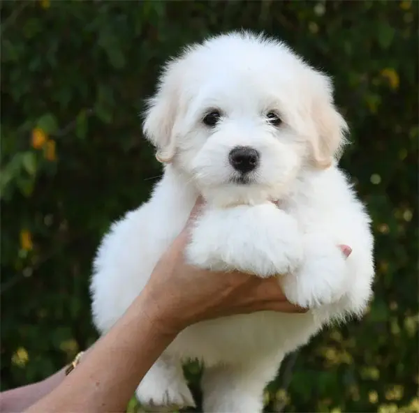 Chiot, Coton de Tuléar, élevage De Dame Nature