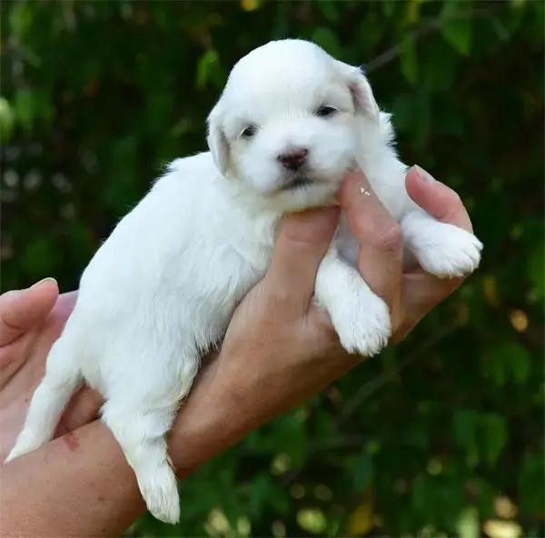 Chiot, Coton de Tuléar, élevage De Dame Nature