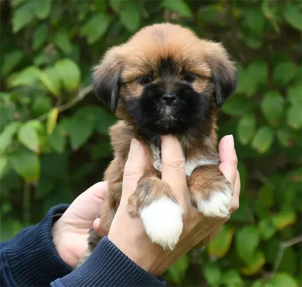 Chiot, Lhassa apso, élevage De Dame Nature