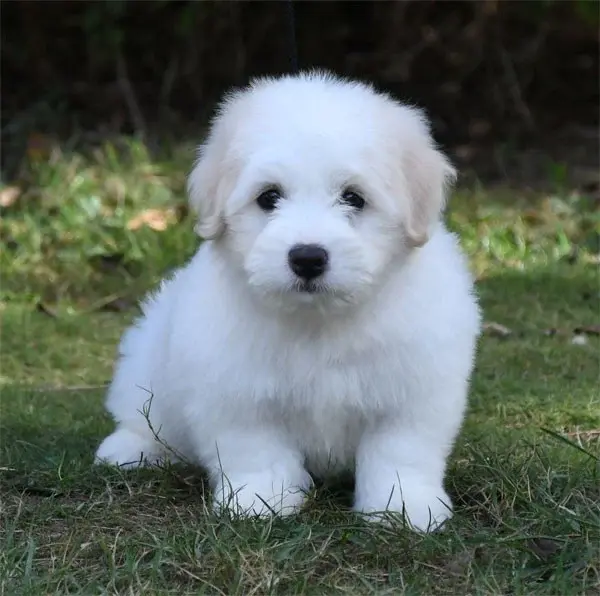 Portée de Coton de Tuléar, élevage De Dame Nature