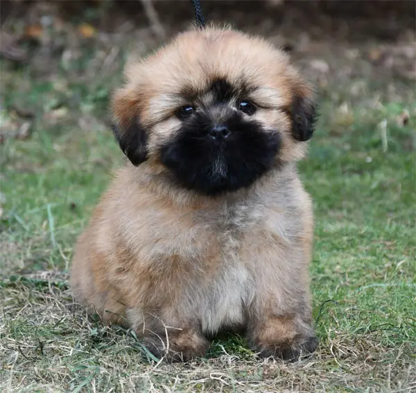Portée de Lhassa apso, élevage De Dame Nature