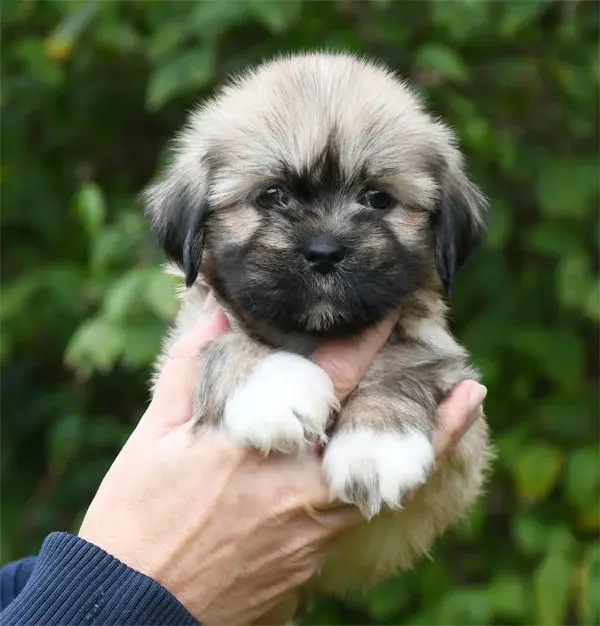 Chiot, Lhassa apso, élevage De Dame Nature