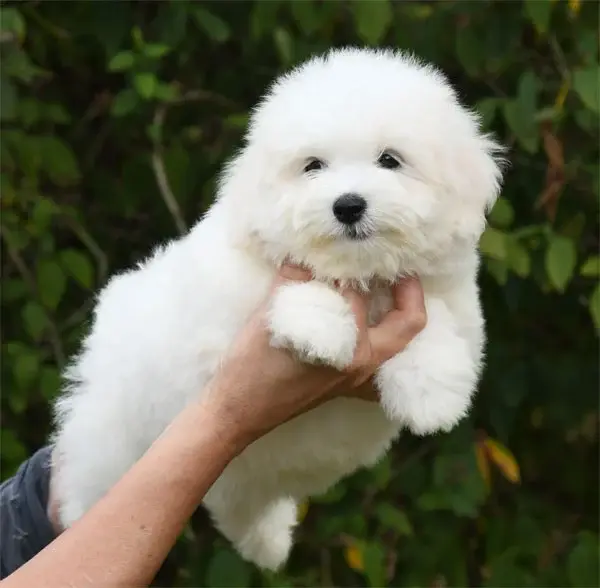 Chiot, Coton de Tuléar, élevage De Dame Nature