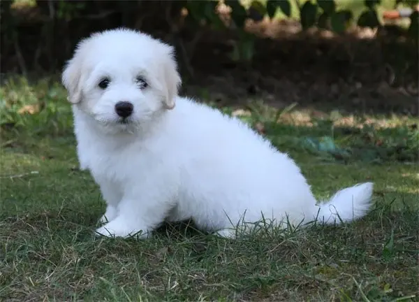 Portée de Coton de Tuléar, élevage De Dame Nature