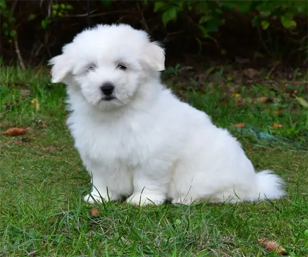 Portée de Coton de Tuléar, élevage De Dame Nature
