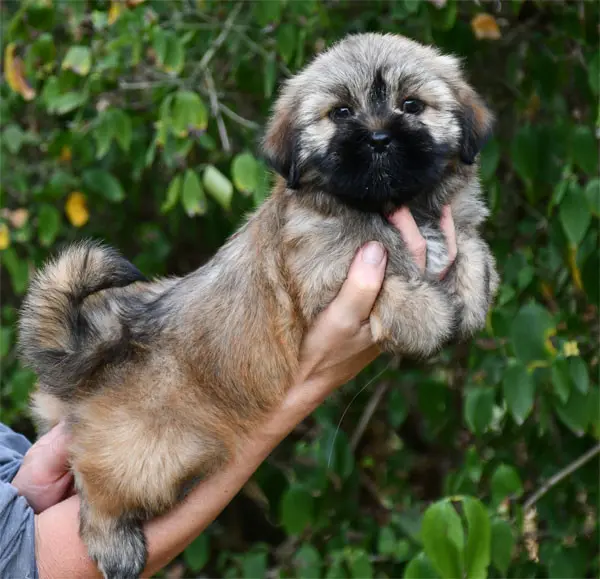 Portée de Lhassa apso, élevage De Dame Nature