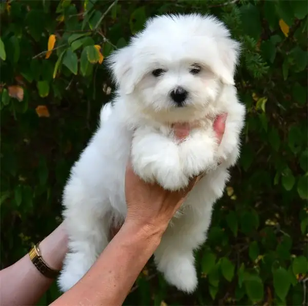 Chiot, Coton de Tuléar, élevage De Dame Nature