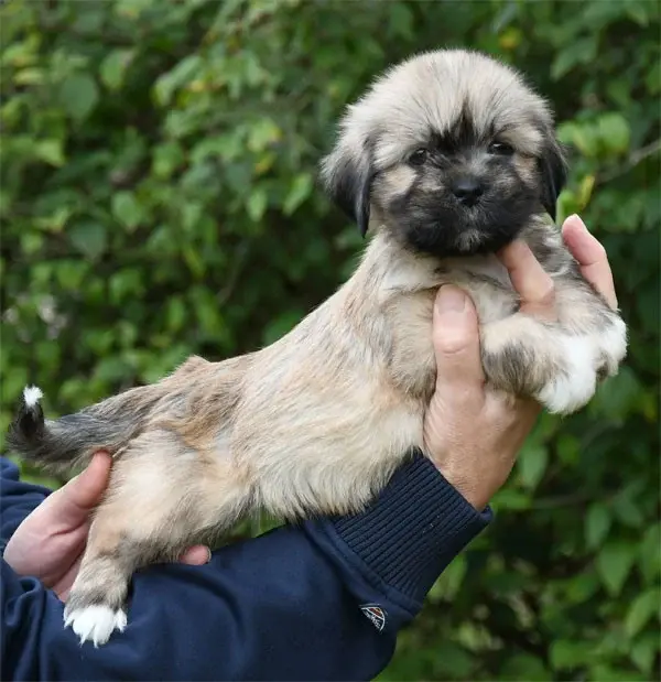 Portée de Lhassa apso, élevage De Dame Nature