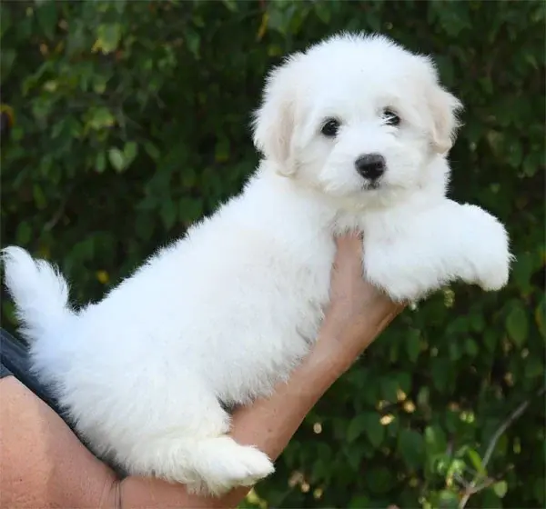 Portée de Coton de Tuléar, élevage De Dame Nature