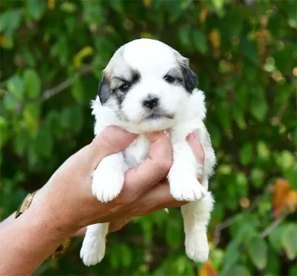 Portée de Coton de Tuléar, élevage De Dame Nature