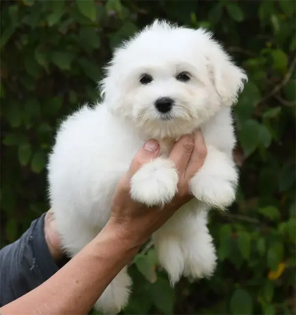 Chiot, Coton de Tuléar, élevage De Dame Nature